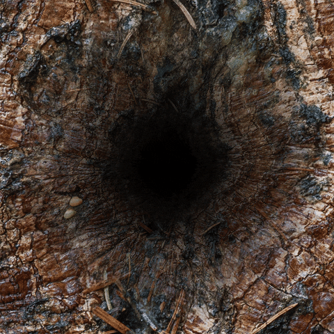 hollow