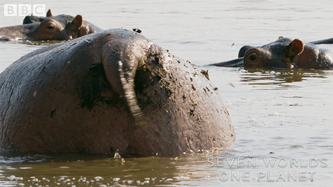 hippo